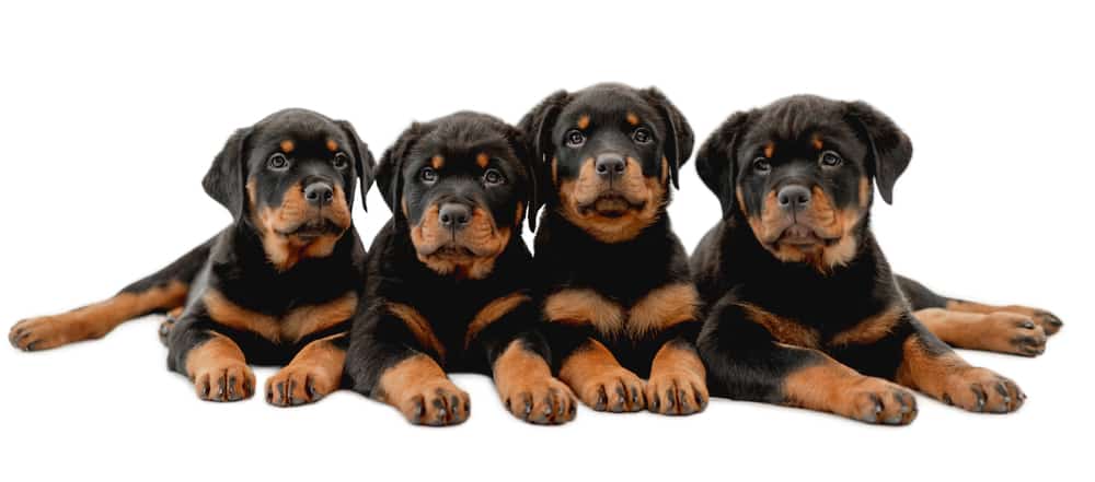 Do Rottweilers Shed