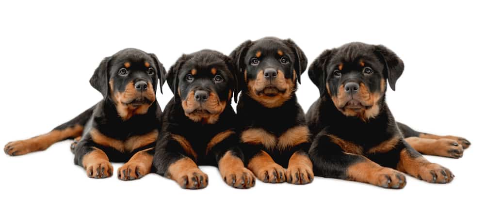 do rottweilers shed rottweiler shedding