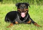Do Rottweilers Shed A Lot