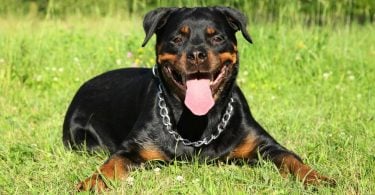 Do Rottweilers Shed A Lot