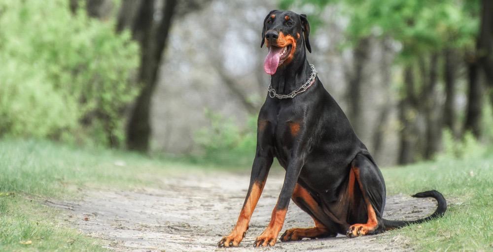 do dobermans ears stand all the time