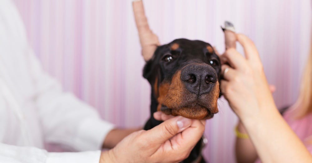 Doberman Ear Cropping Puppy