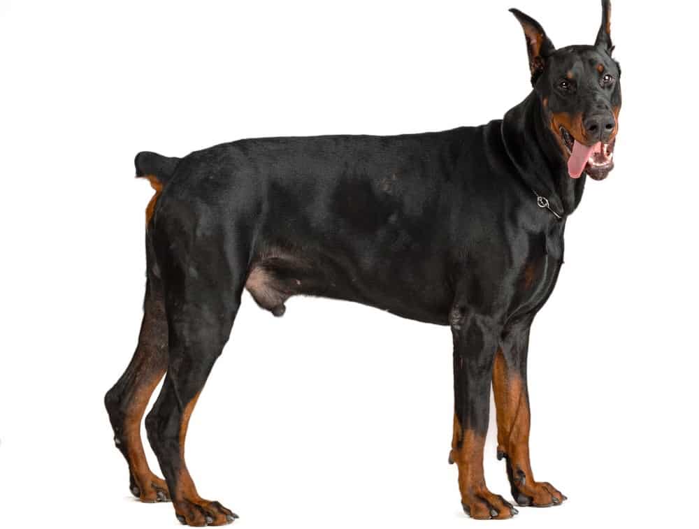 do dobermans ears stand all the time