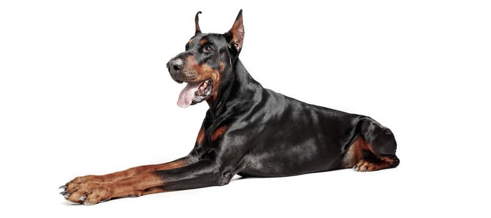 do dobermans ears stand all the time