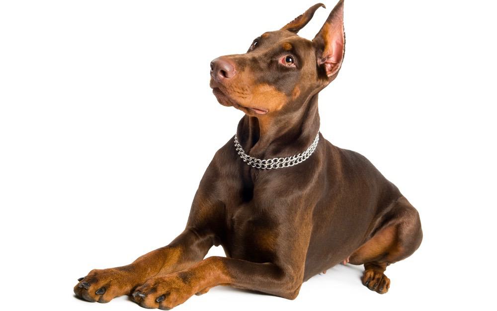 Doberman Health