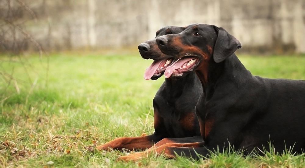 are doberman ears natural