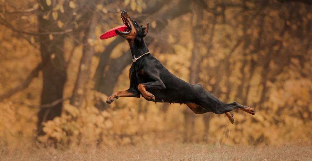 Doberman Pinscher Lifespan