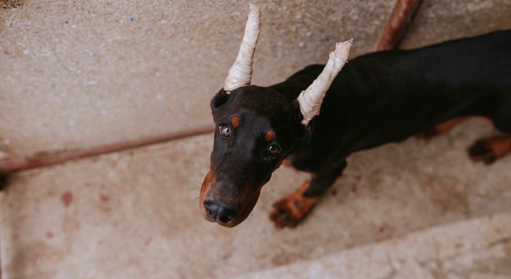 Doberman Puppy Ear Cropping