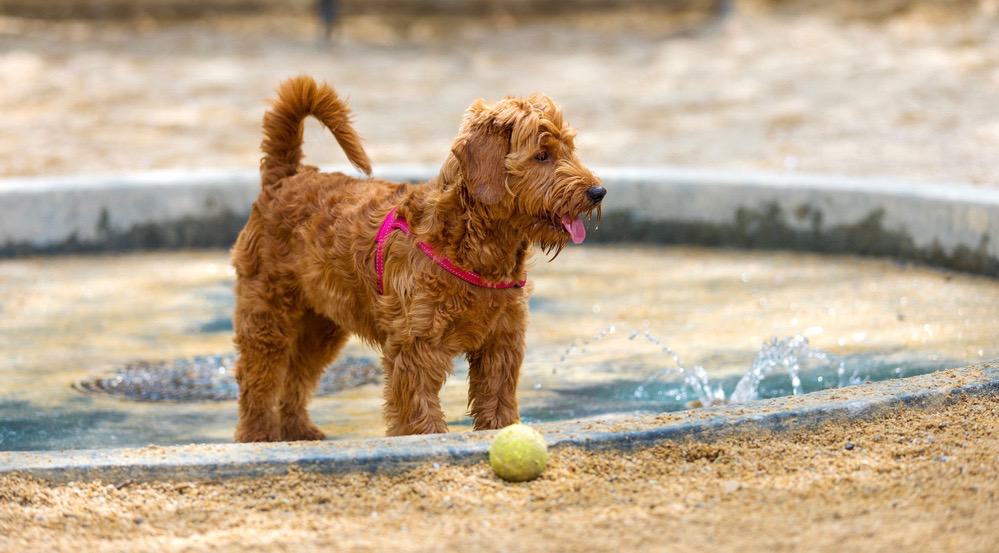 F1B Goldendoodles