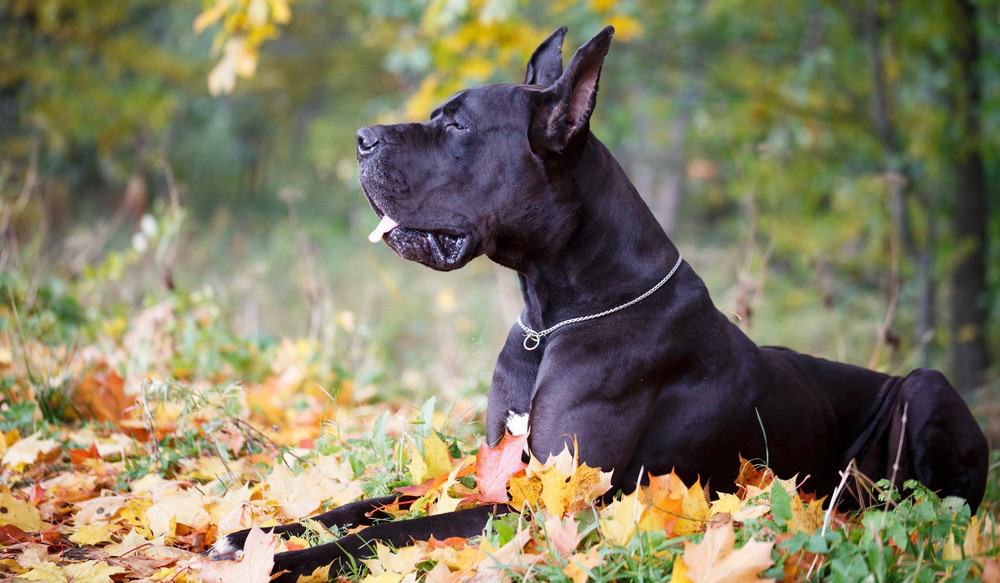 Great Dane Ears Cropping