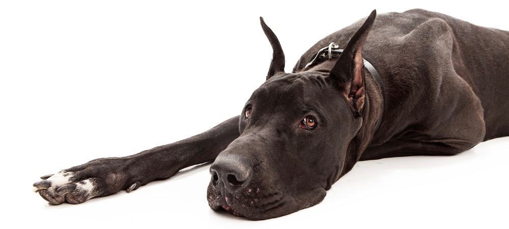 Great Dane Puppy Ear Cropping