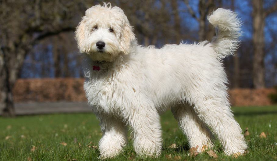 How Big Do Labradoodles Get