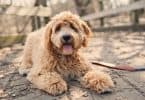 How Much to Feed A Labradoodle Puppy