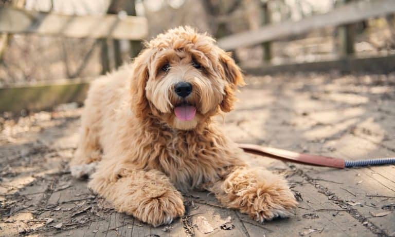How Much To Feed A Labradoodle Puppy? 4 Week – 6 Week – 8 Week Old Labradoodle