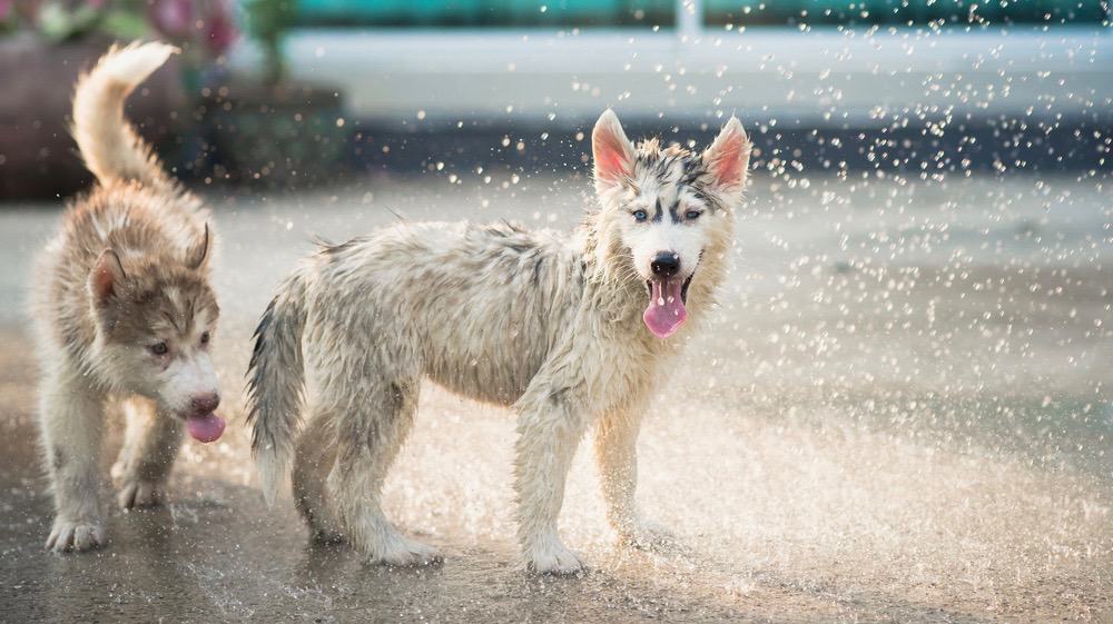 Husky Grooming