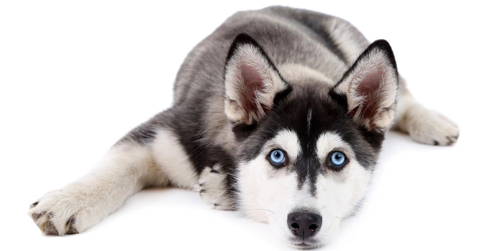 Husky Shedding 