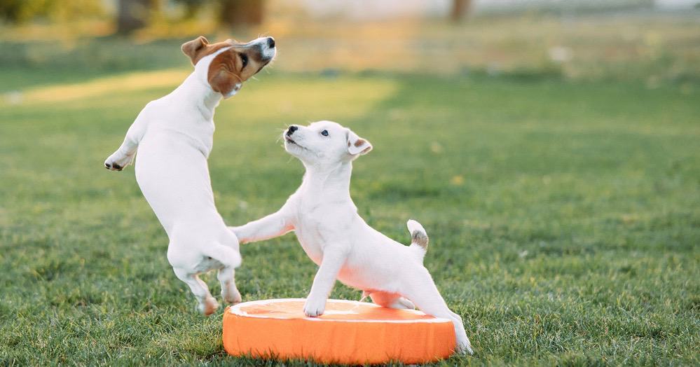  Jack Russell fejlesztés