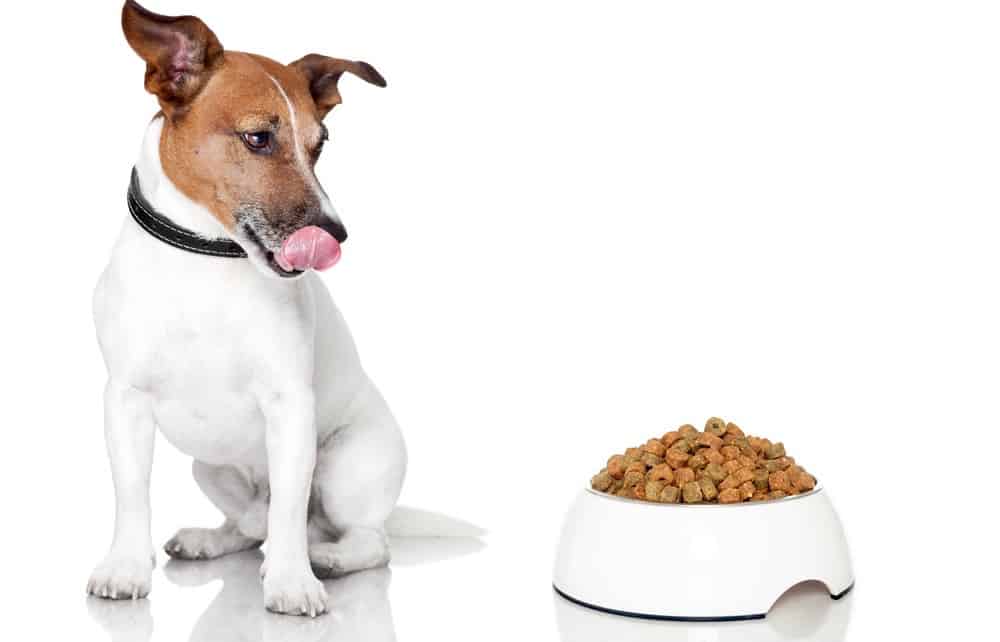  dieta Jack Russell