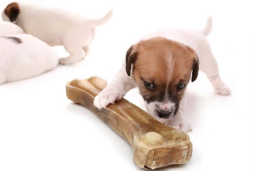 Jack Russell Growth Chart Weight & Size Chart