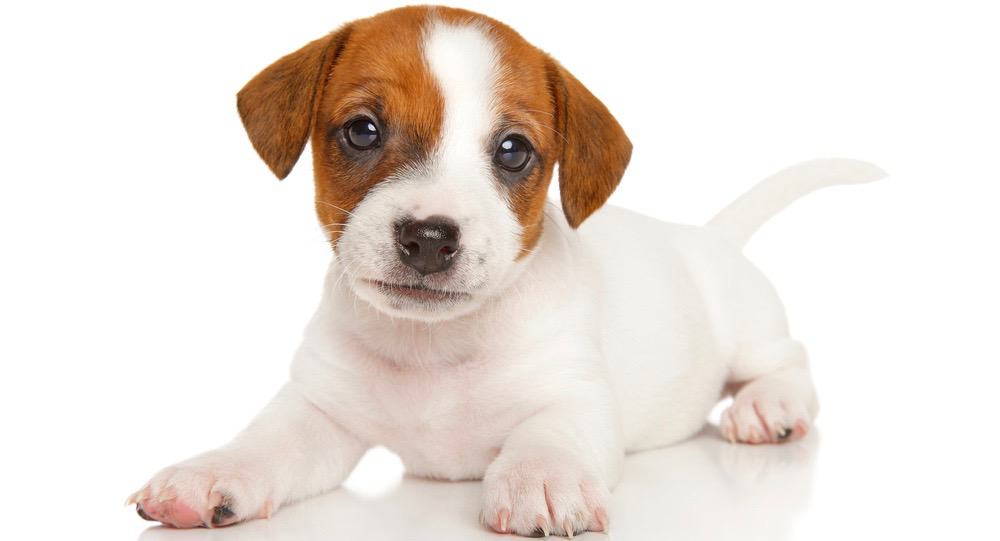 Jack Russell Puppy gewicht grafiek