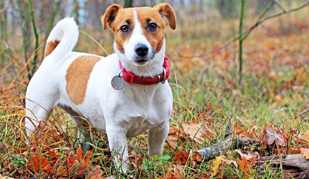 Jack Russells utveckling