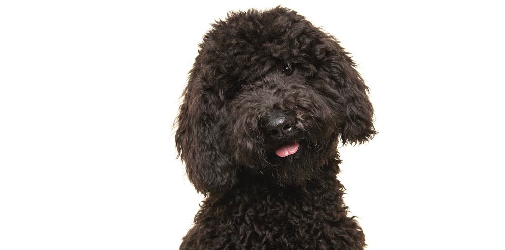 labradoodle dogfoodsmart