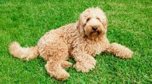 Labradoodle Growth Chart | Labradoodle Weight & Size Chart