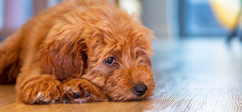 https://dogfoodsmart.com/wp-content/uploads/2021/05/Labradoodle_Height_Chart.jpg