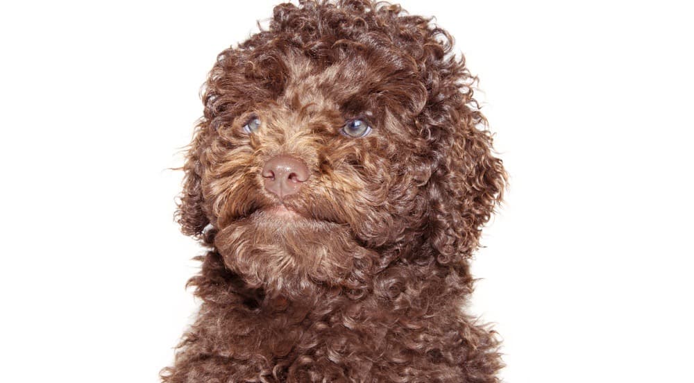 Labradoodle Puppy Development