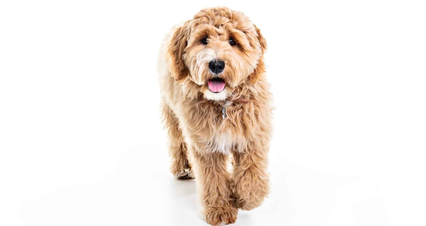 Labradoodle Puppy Feeding Schedule