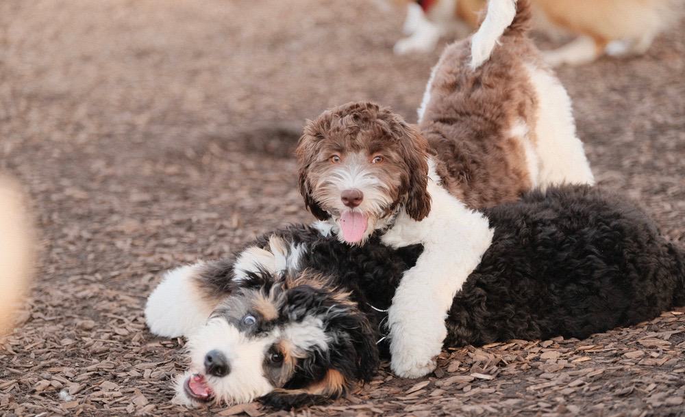 Labradoodle Puppy Food