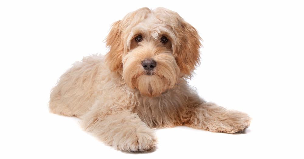 Puppy Growth Charts and Calculators – How Big Will My Puppy Get?- Mini  Aussiedoodles and Australian Labradoodle Puppies