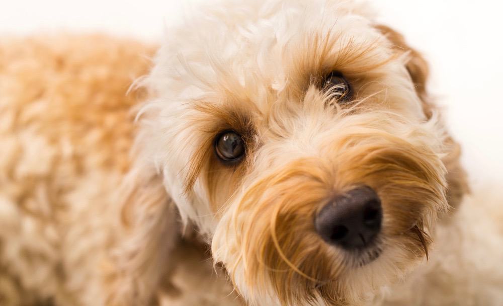 Labradoodle Weight Chart