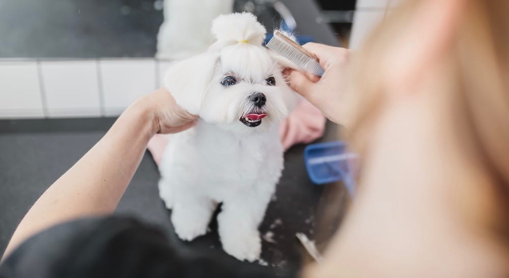 do maltese puppies shed their coat