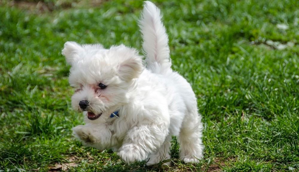 Maltese Puppy Shedding