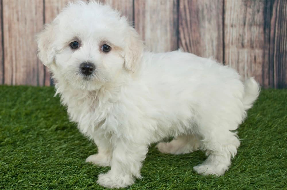 Maltipoo Growth Chart