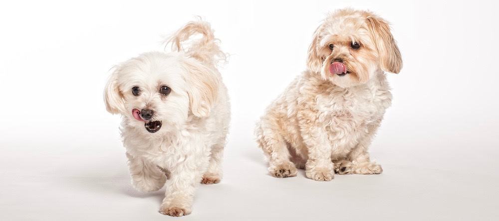 Maltipoo Puppy Development