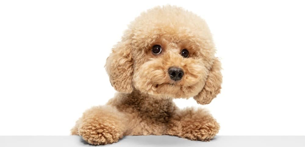 how much does a teacup maltipoo cost