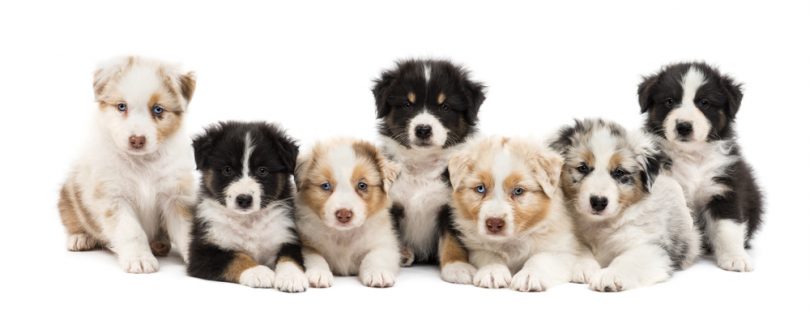 Puppy Growth Chart | Dog Weight Chart By Age And Breed