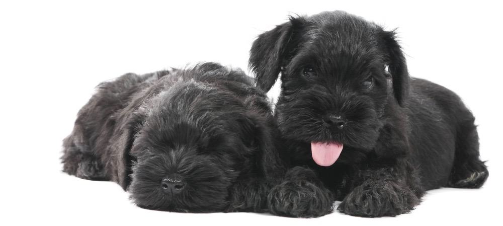 Mini Schnauzer Puppy Ear Cropping