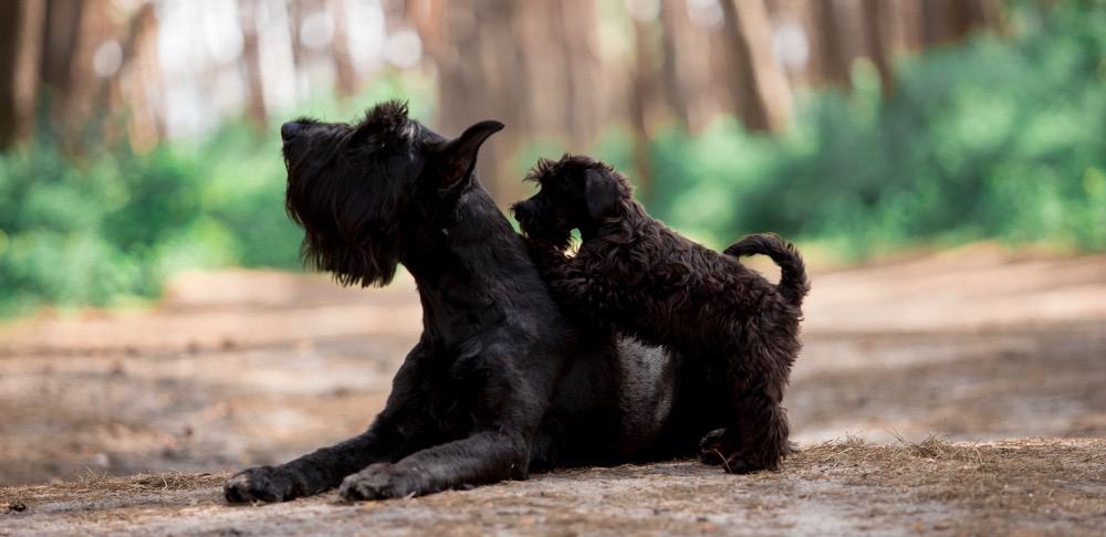 Mini Schnauzer Ear Cropping