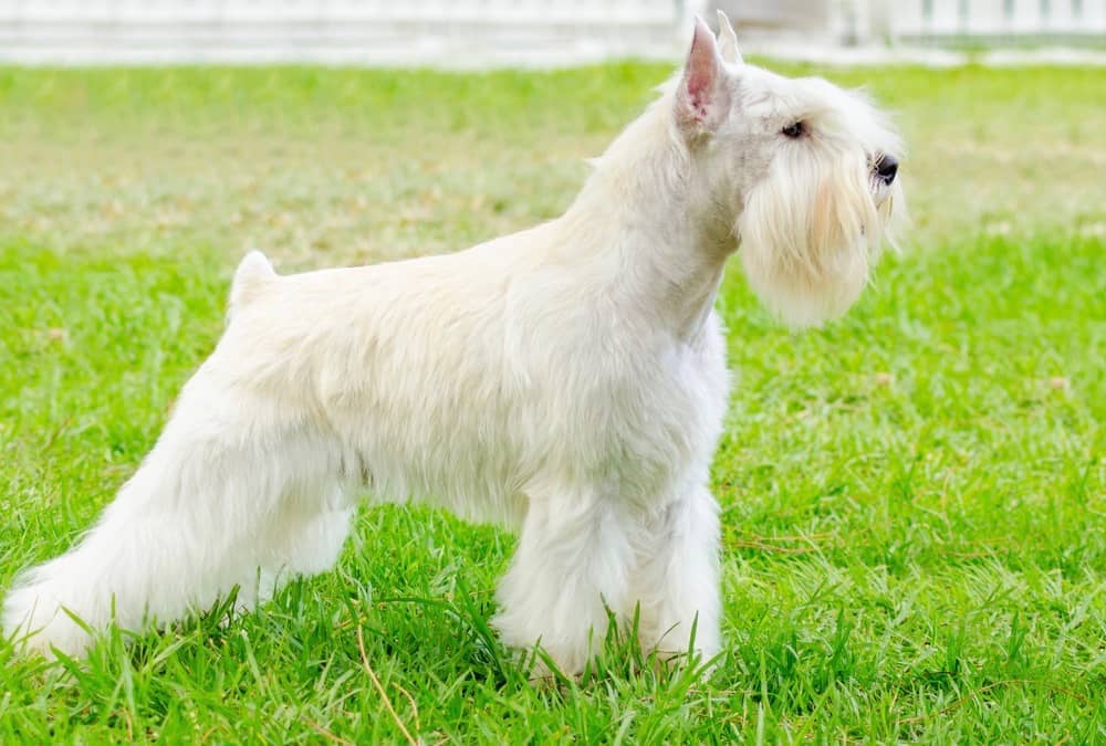 Miniature Schnauzer Ear Cropping