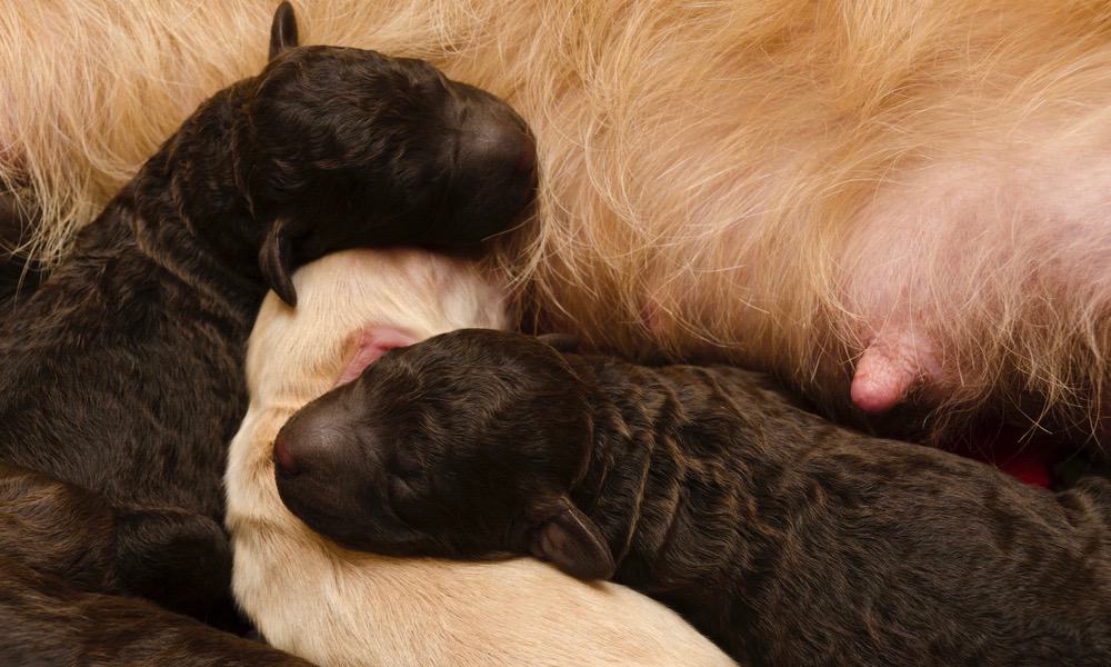 Newborn Labradoodle