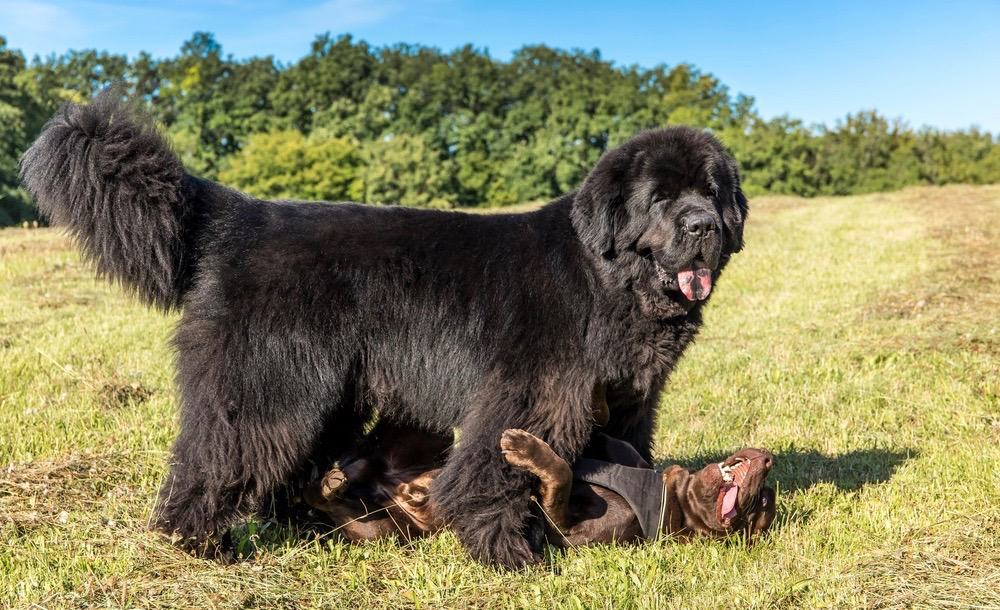 What is the average lifespan of a newfoundland dog