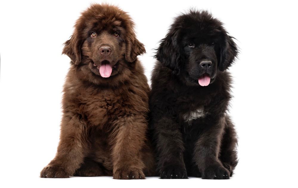 Average lifespan of newfoundland dog