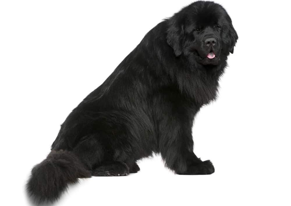 Newfoundlands Life Expectancy