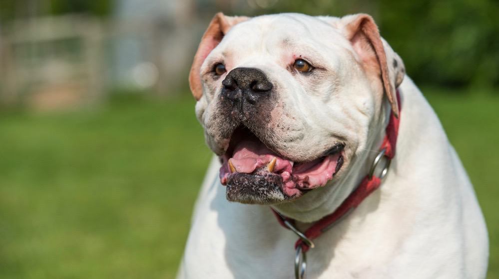 can i shave american bulldog to reduce shedding