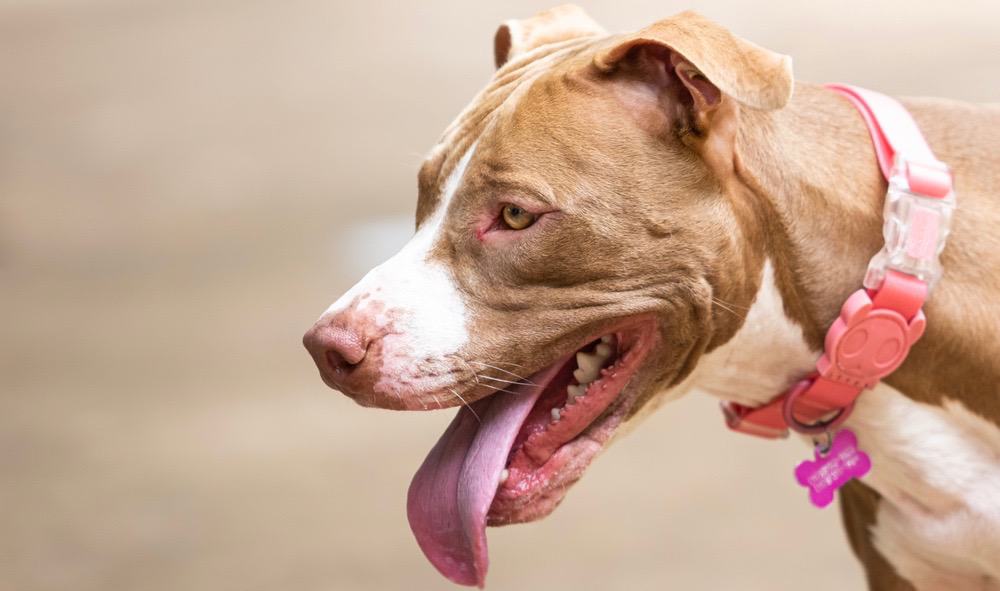 Corte Da Orelha Do Filhote de cachorro Pitbull