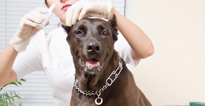 Pitbull dyrlæge klinik