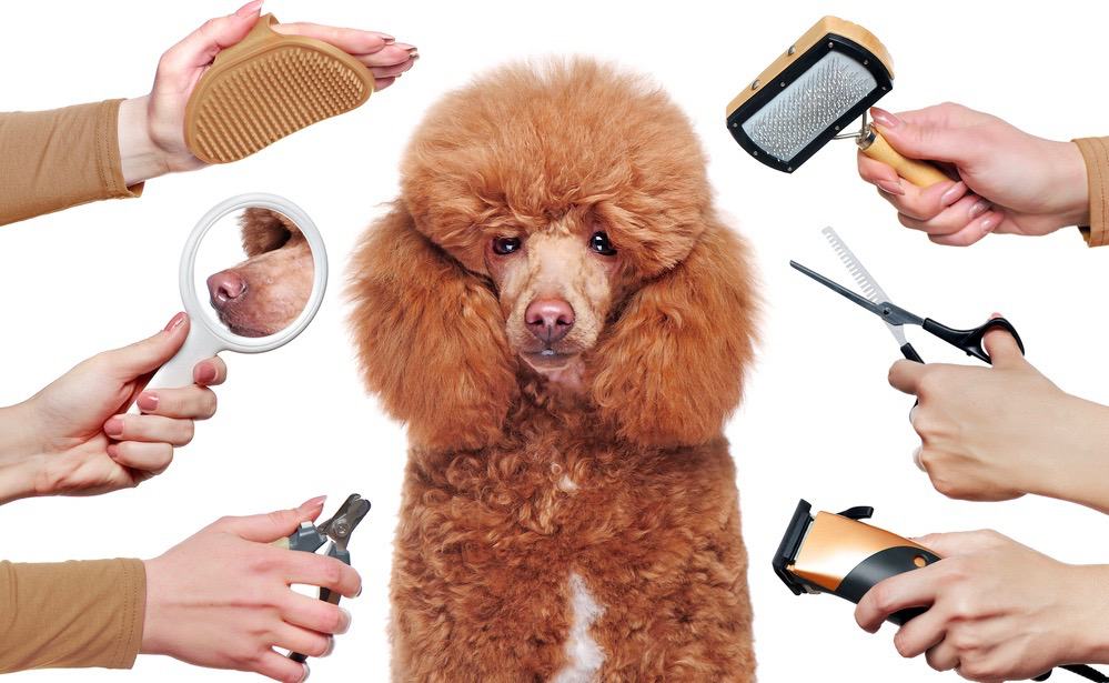 Poodle Grooming